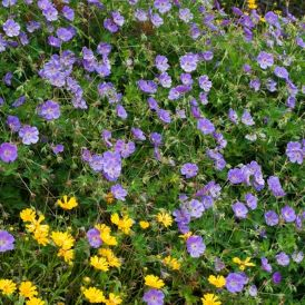 Geranium Category Image